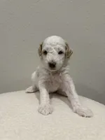Winnie, a female Goldendoodle for sale in Jamestown, SC – 3 of 8