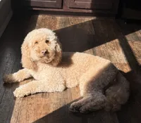 Honey, a female Goldendoodle for sale in Jamestown, SC – 7 of 8