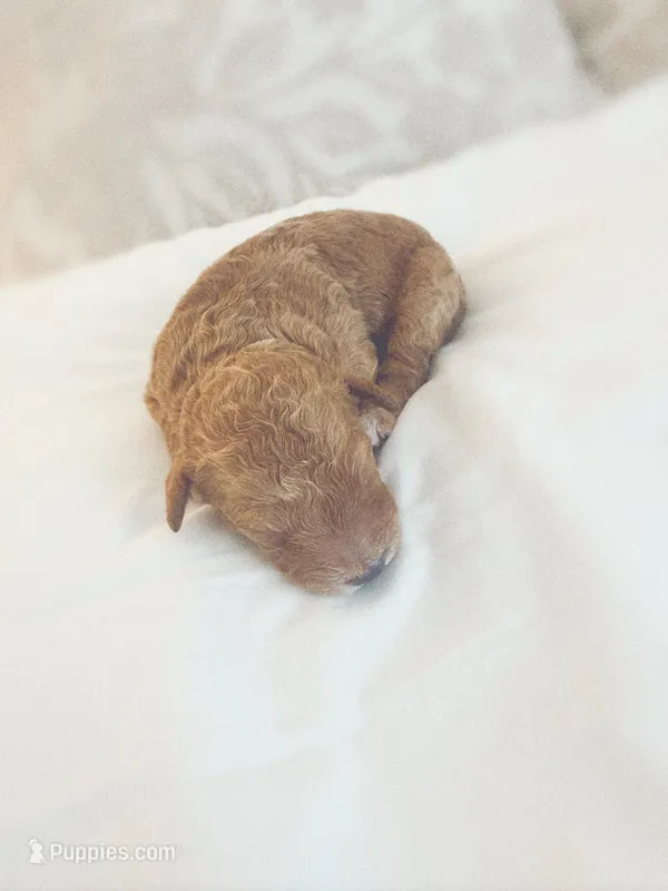Moose – Goldendoodle puppy for sale in Jamestown, SC
