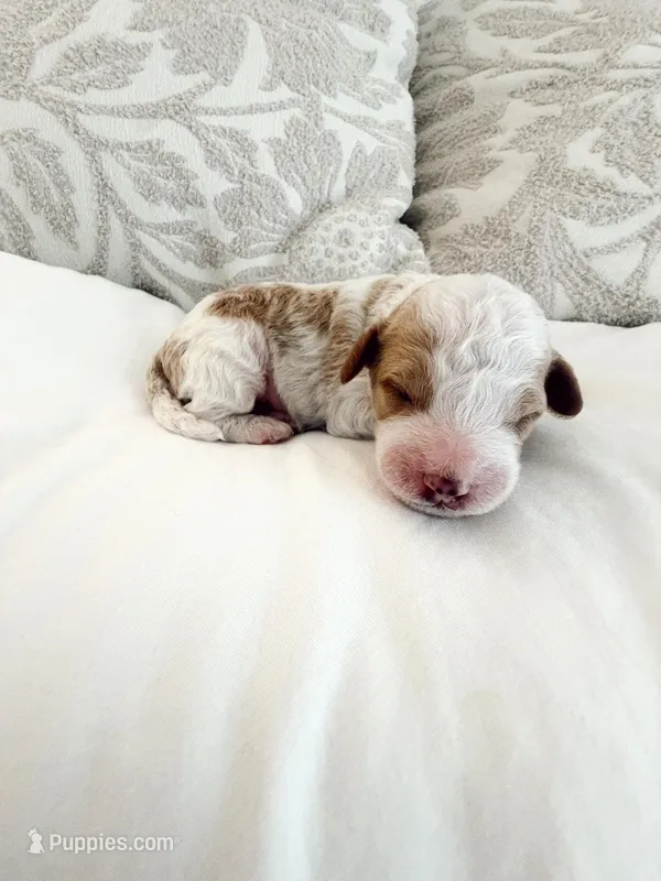 Tucker – Goldendoodle puppy for sale in Jamestown, SC