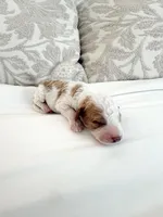 Tucker, a male Goldendoodle for sale in Jamestown, SC – Photo 2 of 5