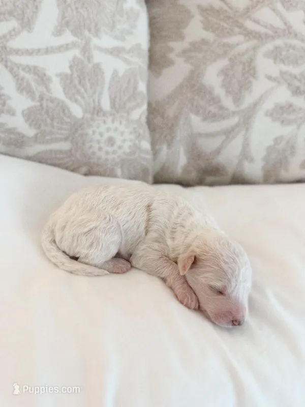 Winnie, a female Goldendoodle for sale in Jamestown, SC – Photo 1 of 5