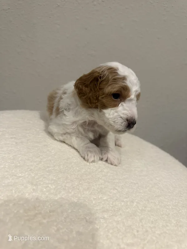 Tucker – Goldendoodle puppy for sale in Jamestown, SC