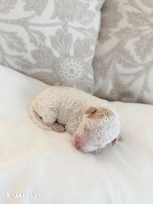 Beau – Goldendoodle puppy for sale in Jamestown, SC