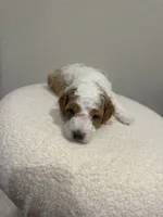 Tucker, a male Goldendoodle for sale in Jamestown, SC – 3 of 8