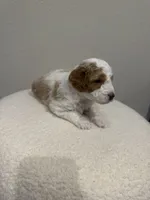 Tucker, a male Goldendoodle for sale in Jamestown, SC – 2 of 8