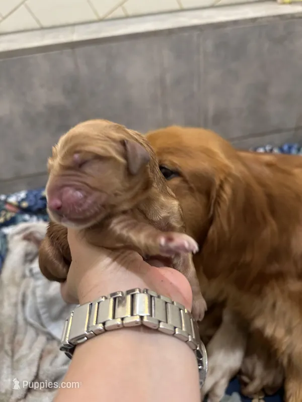 Foxy – Golden Retriever puppy for sale in Hunt, TX