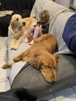 Foxy, a female Golden Retriever for sale in Hunt, TX – Photo 3 of 4