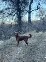 Foxy, a female Golden Retriever for sale in Hunt, TX – Photo 4 of 4