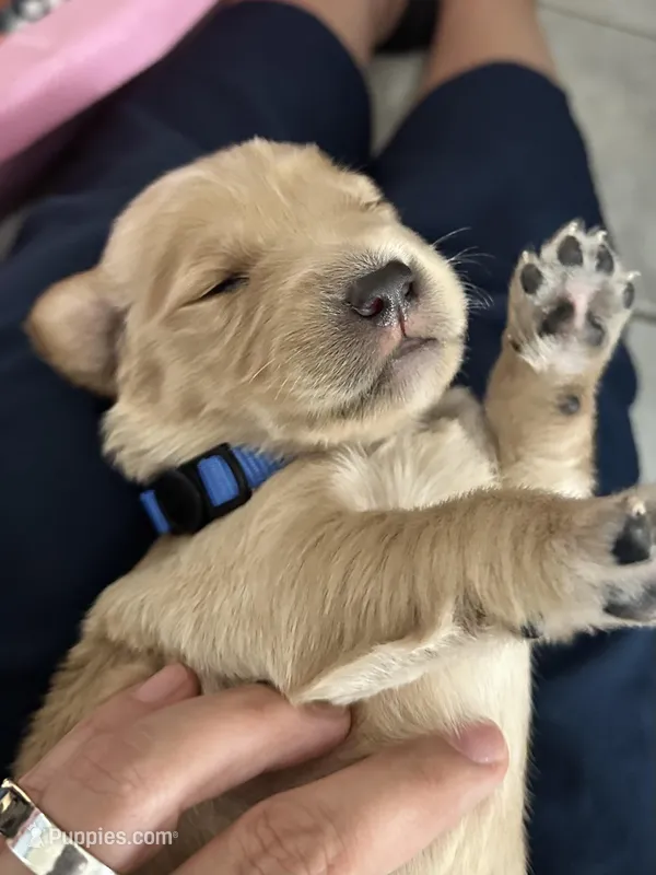 Blue  – Golden Retriever puppy for sale in Hunt, TX