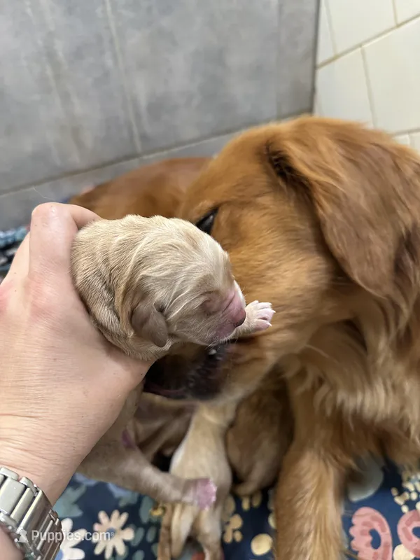 Tex – Golden Retriever puppy for sale in Hunt, TX