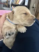 Blue , a male Golden Retriever for sale in Hunt, TX – Photo 5 of 6