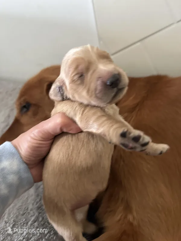 Starlight  – Golden Retriever puppy for sale in Hunt, TX