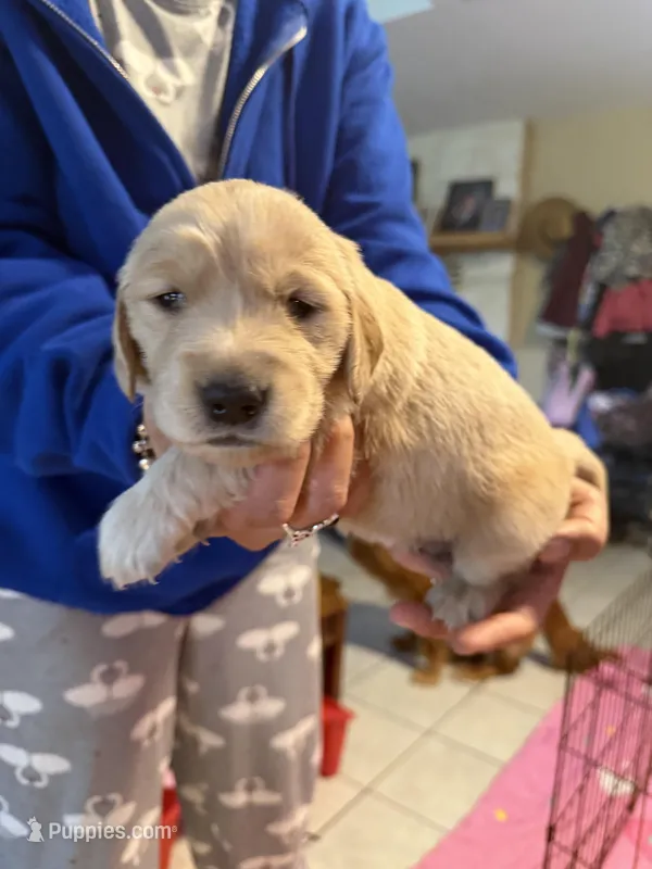Starlight  – Golden Retriever puppy for sale in Hunt, TX