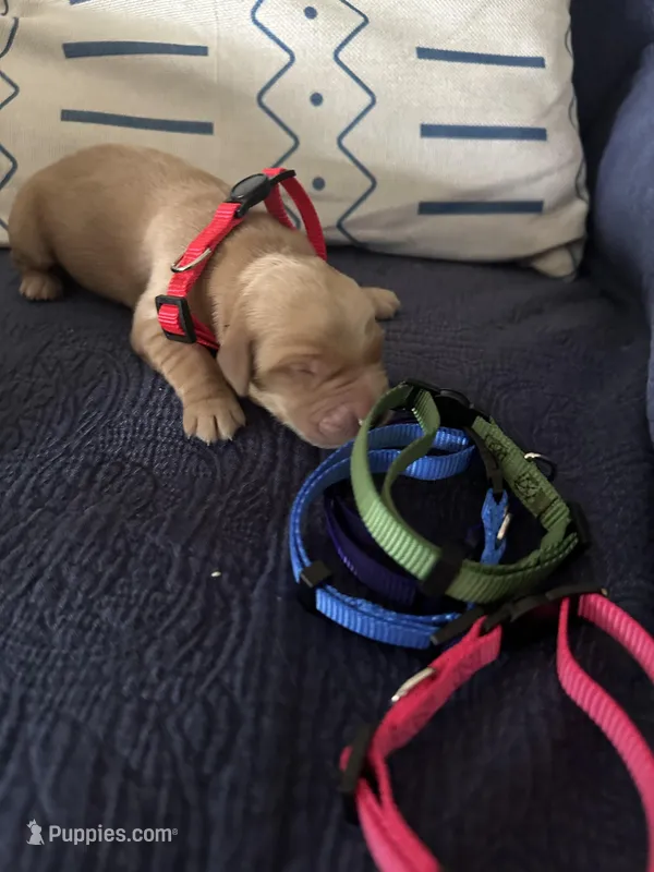 Sorina ( little sun) – Golden Retriever puppy for sale in Hunt, TX