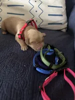 Sorina ( little sun), a female Golden Retriever for sale in Hunt, TX – Photo 1 of 4