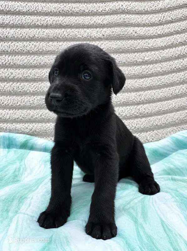Skye – Giant Schnauzer puppy for sale in Sequatchie, TN