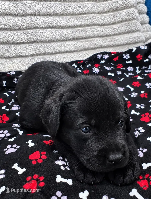 Midnight – Giant Schnauzer puppy for sale in Sequatchie, TN