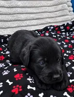Midnight, a male Giant Schnauzer for sale in Sequatchie, TN – 1 of 1
