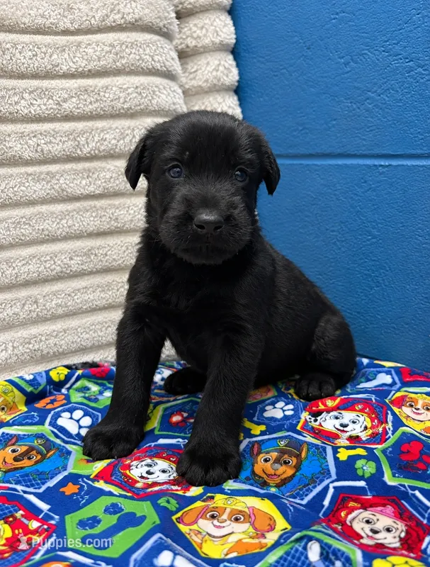 Chase – Giant Schnauzer puppy for sale in Sequatchie, TN