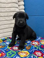 Chase, a male Giant Schnauzer for sale in Sequatchie, TN – 1 of 1