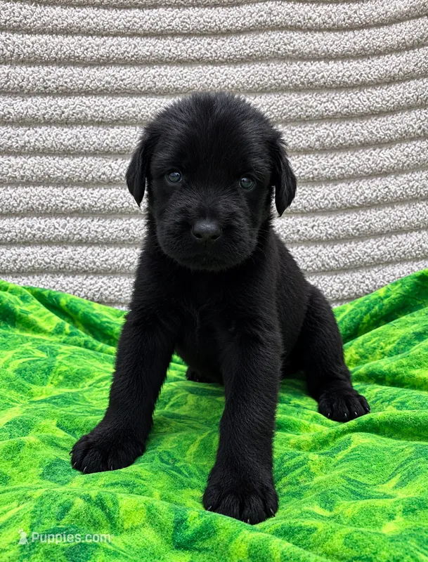 Daisy – Giant Schnauzer puppy for sale in Sequatchie, TN