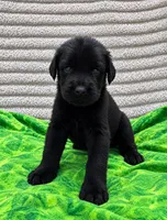 Daisy, a female Giant Schnauzer for sale in Sequatchie, TN – 1 of 1
