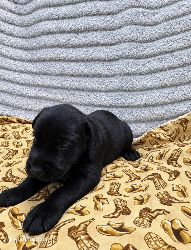 Boots – Giant Schnauzer puppy for sale in Sequatchie, TN