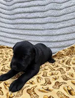 Boots, a male Giant Schnauzer for sale in Sequatchie, TN – 1 of 1