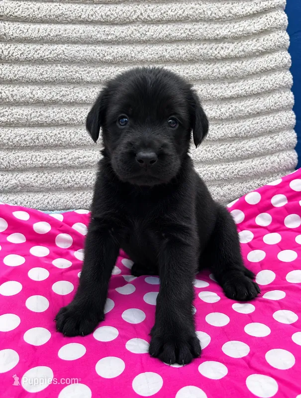 Pinky – Giant Schnauzer puppy for sale in Sequatchie, TN