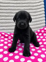 Pinky, a female Giant Schnauzer for sale in Sequatchie, TN – 1 of 1