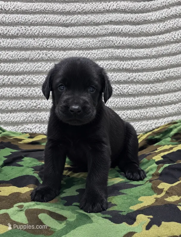 Camo – Giant Schnauzer puppy for sale in Sequatchie, TN