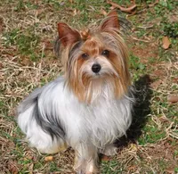 Rowdy, a male Yorkshire Terrier for sale in Carnesville, GA – 4 of 5