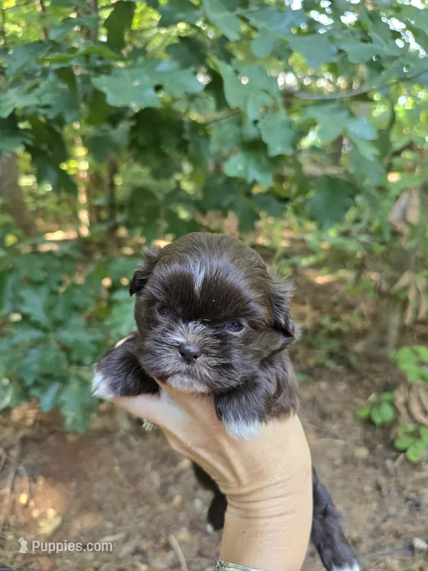 Cocoa  – Shih Tzu puppy for sale in Carnesville, GA