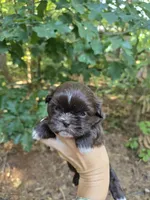 Cocoa , a female Shih Tzu for sale in Carnesville, GA – 1 of 3