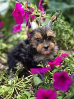 Teddy , a male Yorkshire Terrier for sale in Carnesville, GA – 2 of 5