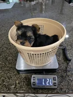 Oakley , a male Yorkshire Terrier for sale in Carnesville, GA – 2 of 5
