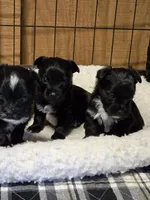 Black Jack, a male Yorkshire Terrier for sale in Carnesville, GA – 5 of 8