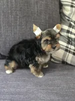 Teddy , a male Yorkshire Terrier for sale in Carnesville, GA – 3 of 5