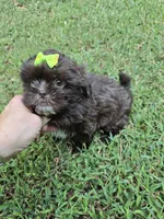 Cocoa , a female Shih Tzu for sale in Carnesville, GA – 3 of 4
