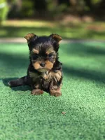 Oakley , a male Yorkshire Terrier for sale in Carnesville, GA – 3 of 5