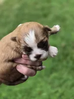 Petunia , a female Shih Tzu for sale in Carnesville, GA – 3 of 3