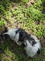 Maverick , a male Yorkshire Terrier for sale in Carnesville, GA – 2 of 4