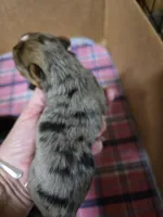 Molly, a female Yorkshire Terrier for sale in Carnesville, GA – 7 of 8