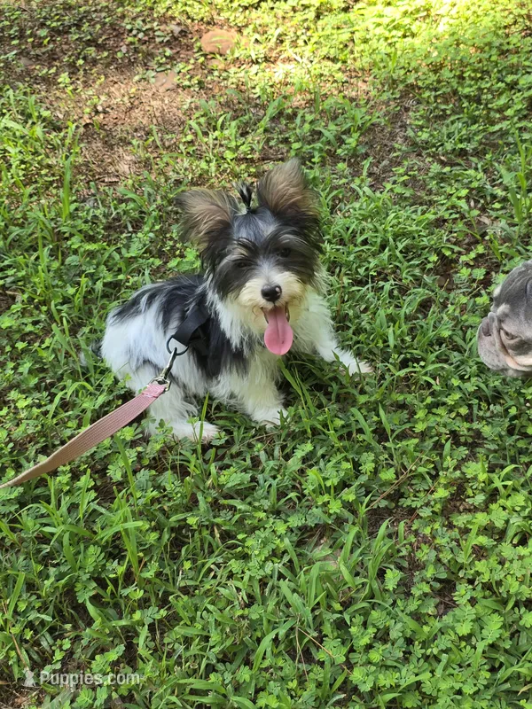 Maverick  – Yorkshire Terrier puppy for sale in Carnesville, GA