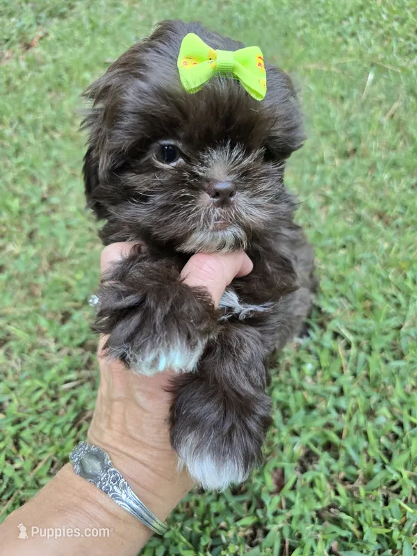 Cocoa  – Shih Tzu puppy for sale in Carnesville, GA