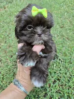Cocoa , a female Shih Tzu for sale in Carnesville, GA – 1 of 4