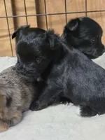 Black Jack, a male Yorkshire Terrier for sale in Carnesville, GA – 1 of 8