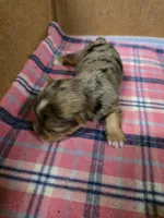 Molly, a female Yorkshire Terrier for sale in Carnesville, GA – 3 of 8