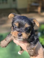 Nugget , a male Yorkshire Terrier for sale in Carnesville, GA – 3 of 7